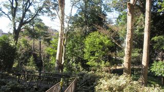 雑木林が残っています