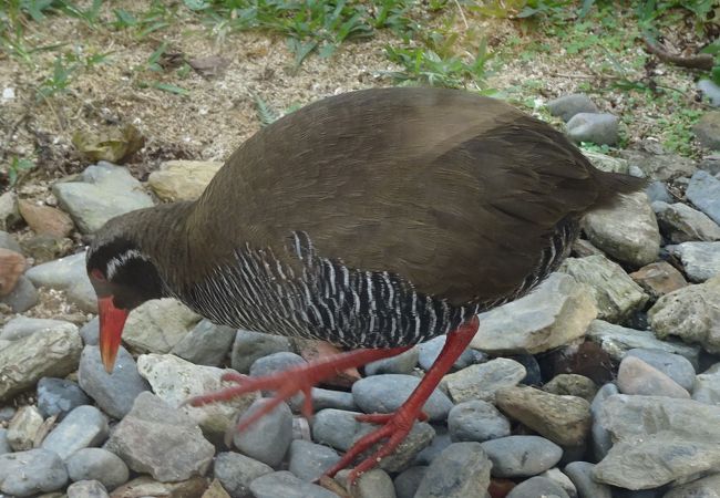 国頭 大宜味の動物園 クチコミ人気ランキング フォートラベル 沖縄県