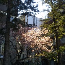 河津桜