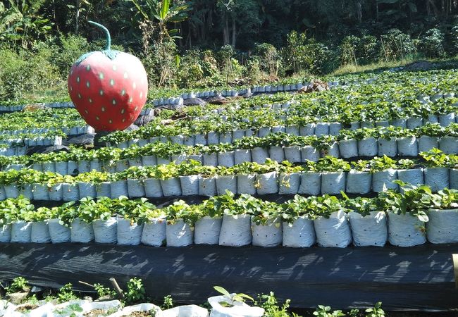 多数の土産物屋がある。奥の博物館はたいしたことはない。