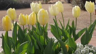 アイスチューリップ