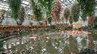 ベゴニアと秋薔薇