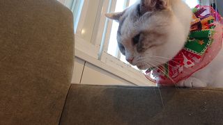 かわいいねこちゃんに囲まれちゃいます