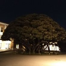 夜の椎の木と建物