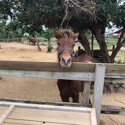 宮古馬と触れ合える植物園