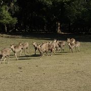 走ってきます