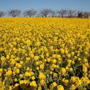 1月に花畑