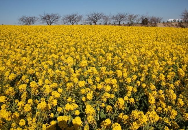 1月に花畑