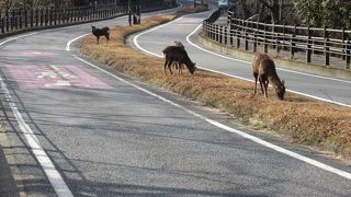 中央分離帯に。