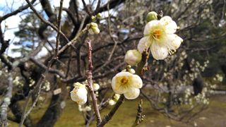 春を告げる梅の花
