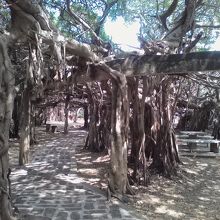 サイ ンガーム公園