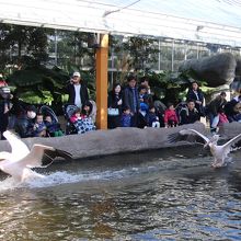 ペリカンの着水