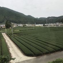 大井川本線沿線は茶畑が多い