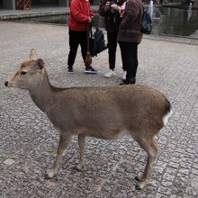 博物館の敷地内にも鹿がいます。