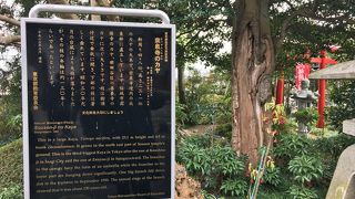 カヤの巨木です