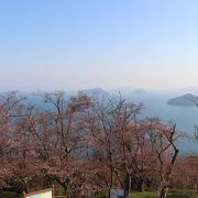 残念ながらきれいな桜には少し早かったです