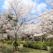 桜の名所、すぐ近くに池田小、池田中、池田高校が並んであります