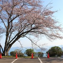 紫雲出山桜まつり