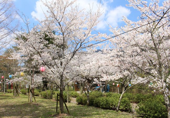 桜の名所、すぐ近くに池田小、池田中、池田高校が並んであります