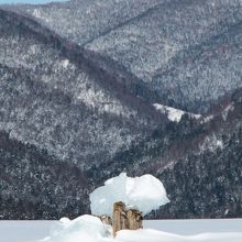 きのこ氷も有名