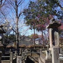 墓所内に咲く梅の花