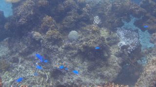 ウミガメがいるらしい