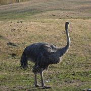 桜島をバックに