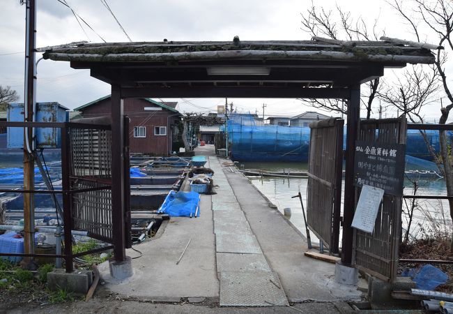 郡山金魚資料館 クチコミ アクセス 営業時間 大和郡山 田原本 フォートラベル 郡山金魚資料館 クチコミ アクセス 営業時間 大和郡山 田原本 フォートラベル