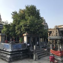 寺院内のマンゴーの木