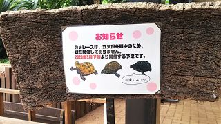 冬季は注意、「カメレースは冬眠中の為、開催されていません」。