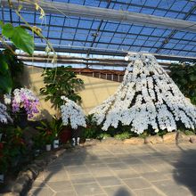 温室内には富士山を模したランのはなが