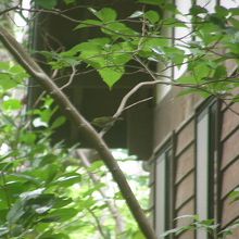 アカコッコ館とシチトウメジロ