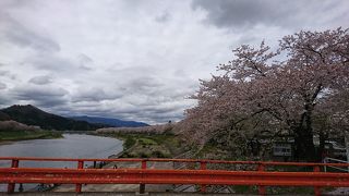 川岸に並ぶ一面の桜