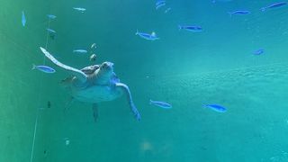 大人も楽しめる水族館