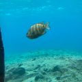 自然の水族館！