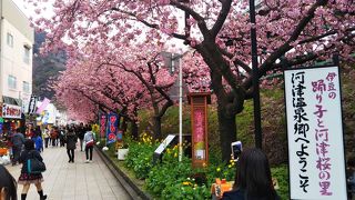 川沿いに河津桜☆