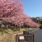 三浦海岸の河津桜の桜並木