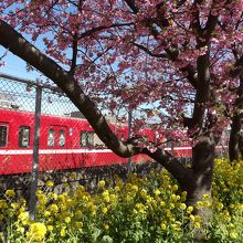 京急電車と桜並木