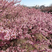 小松ヶ池公園の河津桜。