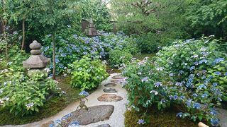 甘茶の庭