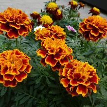 花壇も整備されています