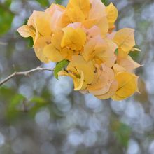 バックが綺麗にボケました。