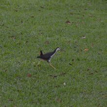 鳥もたくさんいました。この鳥は飛べるのだろうか？