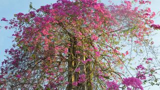 百花騒乱で世界遺産です。
