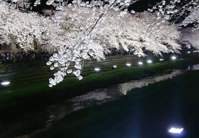 野川の桜 クチコミ アクセス 営業時間 調布 狛江 フォートラベル