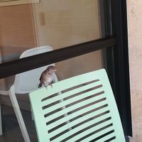 ベランダに鳥が来ていました
