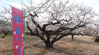 梅の花を見て周るのがメイン