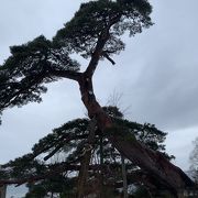 樹齢300年の大木