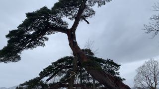 樹齢300年の大木