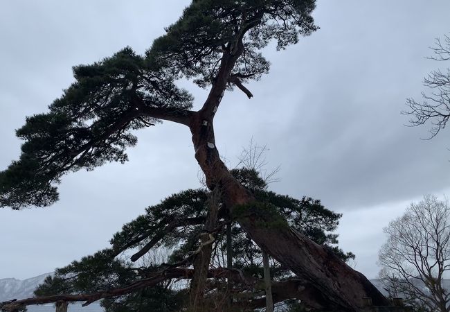 樹齢300年の大木